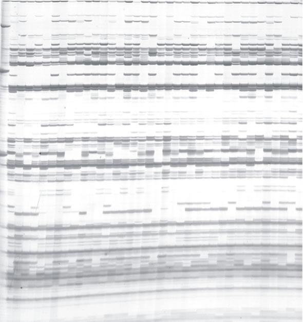 AFLP (Amplified Fragment Length Polymorphism) A metodologia é