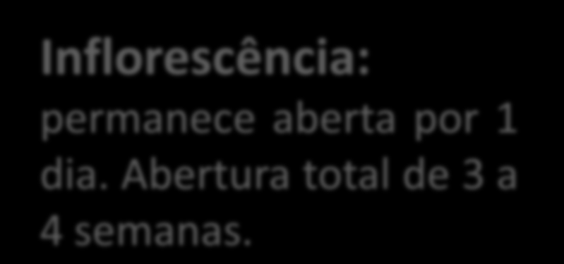 MORFOLOGIA Inflorescência: permanece aberta por 1 dia. Abertura total de 3 a 4 semanas.