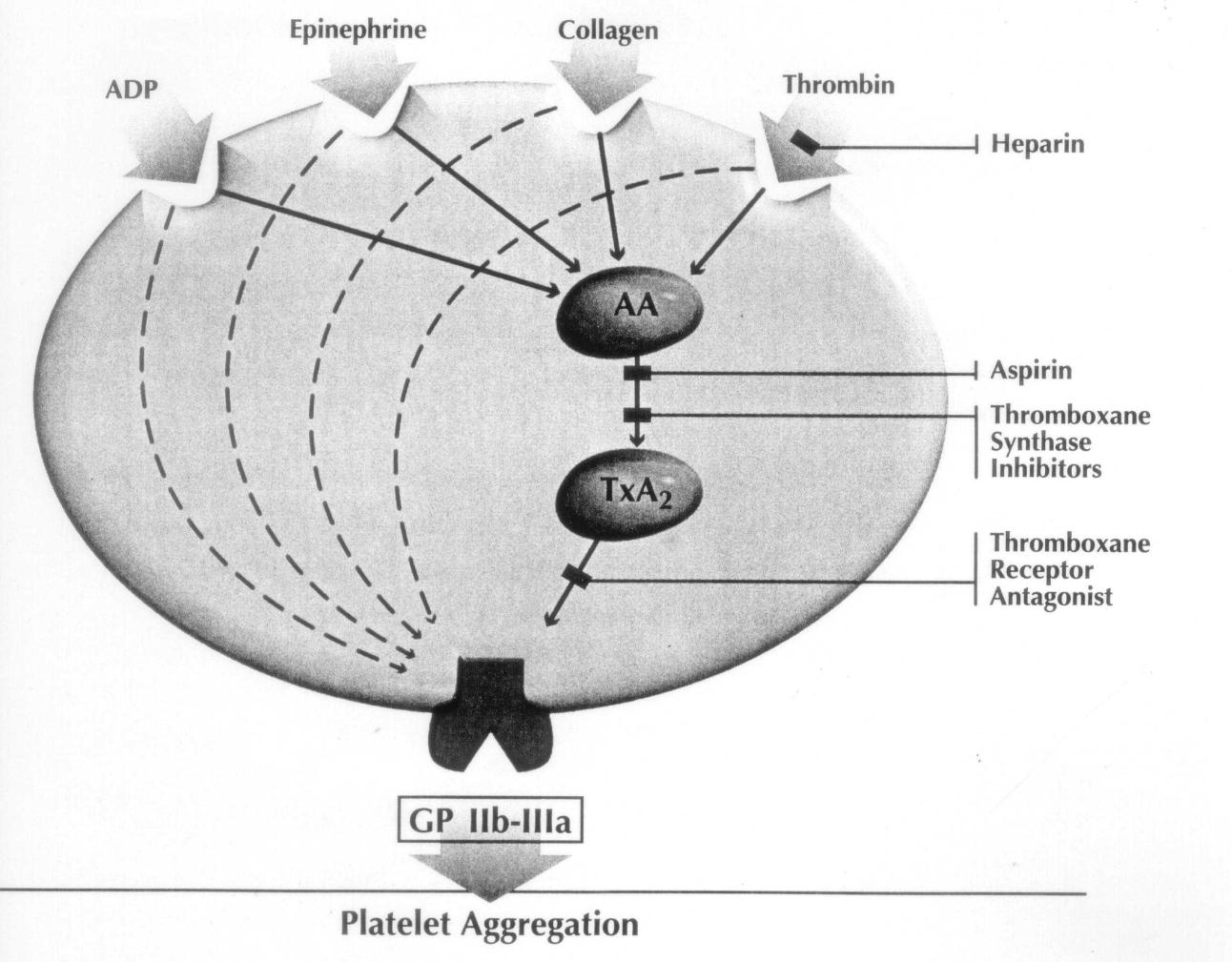 Mecanismos de Ação dos Diferentes Agentes Antiagregantes Plaquetários