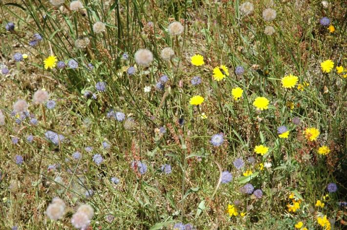 Recursos fornecidos por infra-estruturas ecológicas constituídas por plantas Alimento