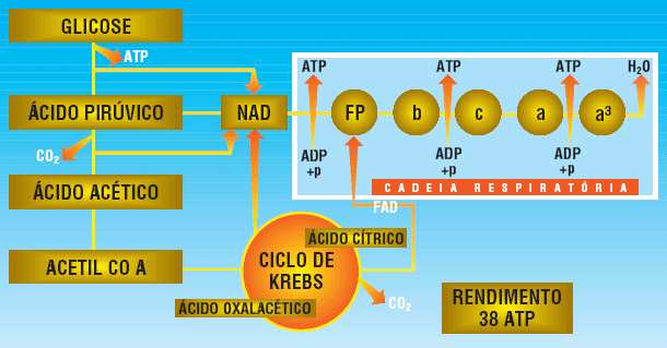 Fermentação Digestão química nos mamíferos, coagulação do sangue e ciclo da ornitina Ácidos nucléicos SECREÇÃO ph ENZIMAS SUBSTRATOS PRODUTOS Saliva