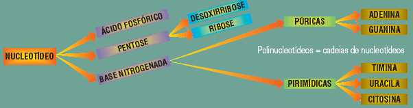 Dupla hélice Cadeia simples Enzima hidrolisante DNA ase DNA ase Síntese DNA Replicação DNA DNA