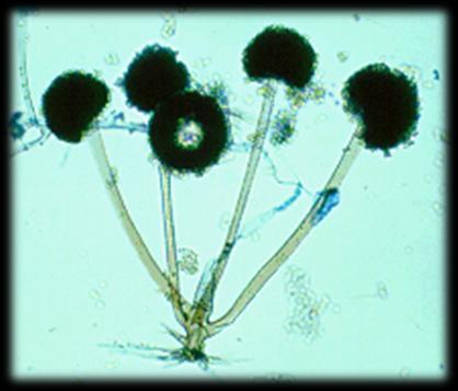 Ciclo de vida reprodução Maioria por reprodução assexuada antigamente chamados de Deuteromicetos ou fungos
