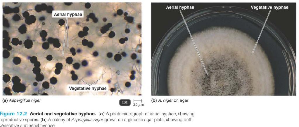 Fungos - Caracterísitcas Formação de hifas Septadas Não septadas (Cenocíticas)