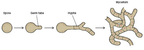 Esporo tubo Hifa germinativo Micélio Fungos - Caracterísitcas Hifas aéreas ou