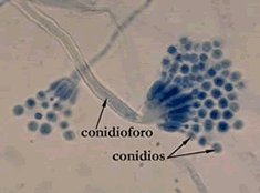 Fungos - Caracterísitcas Alguns com estruturas reprodutivas macroscópicas Corpos de frutificação (cogumelos ou puff