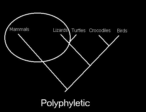 Cladogramas representam graficamente o relacionamento