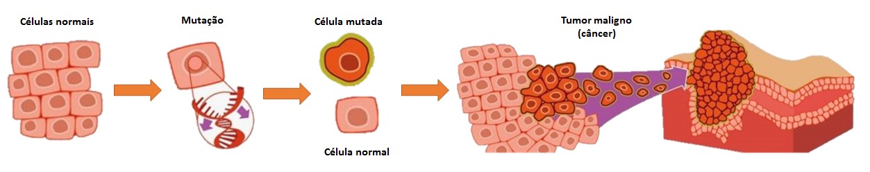 1. Ocorre uma mutação (erro) no código genético de uma célula, que fica predisposta a formar um tumor maligno (câncer). 2.