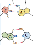 O pareamento complementar entre as bases nitrogenadas: No DNA: A-T ou T-A C-G ou G-C