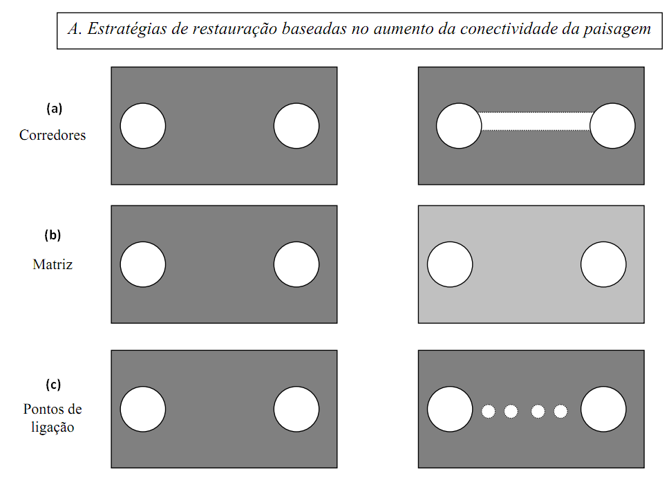 Conectividade