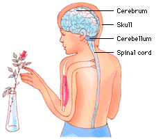 MEDULA