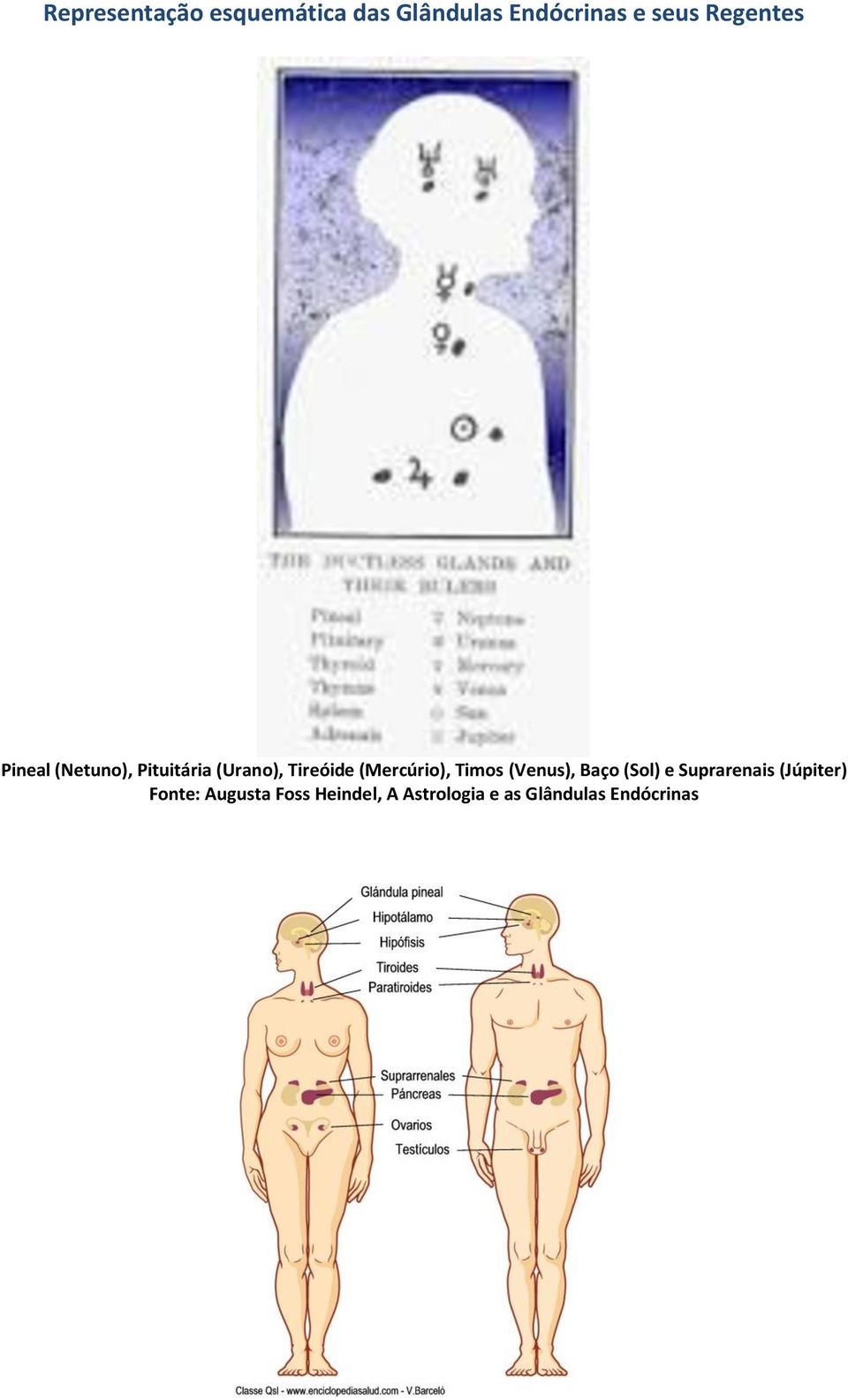 (Mercúrio), Timos (Venus), Baço (Sol) e Suprarenais