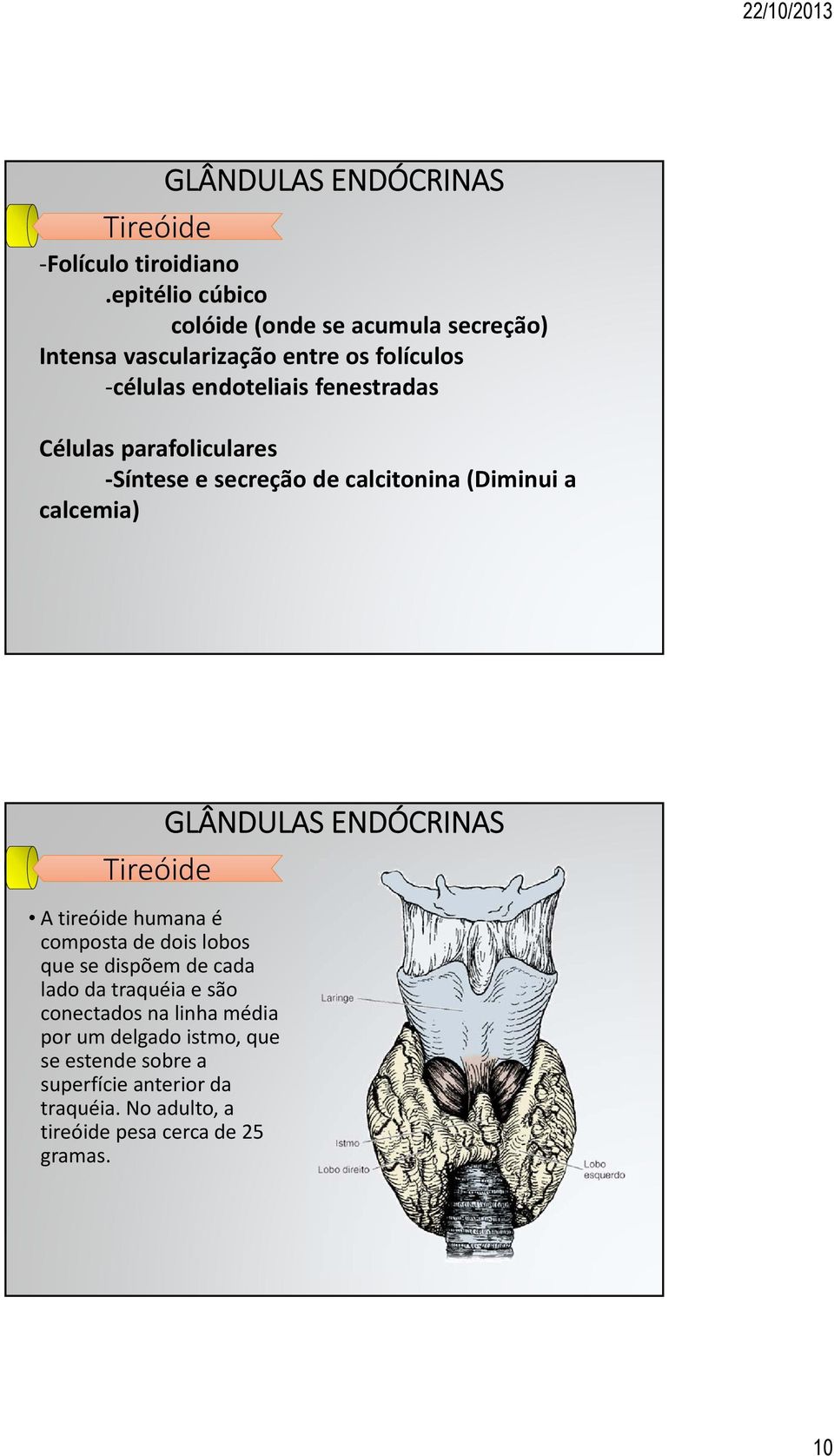 fenestradas Células parafoliculares Síntese e secreção de calcitonina (Diminui a calcemia) Tireóide A tireóide humana é