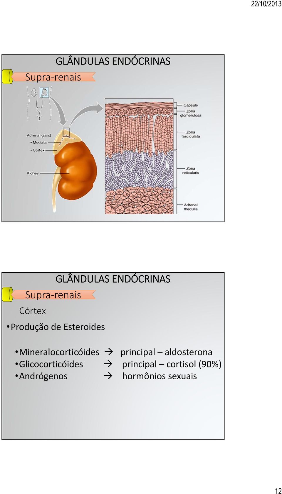 principal aldosterona Glicocorticóides