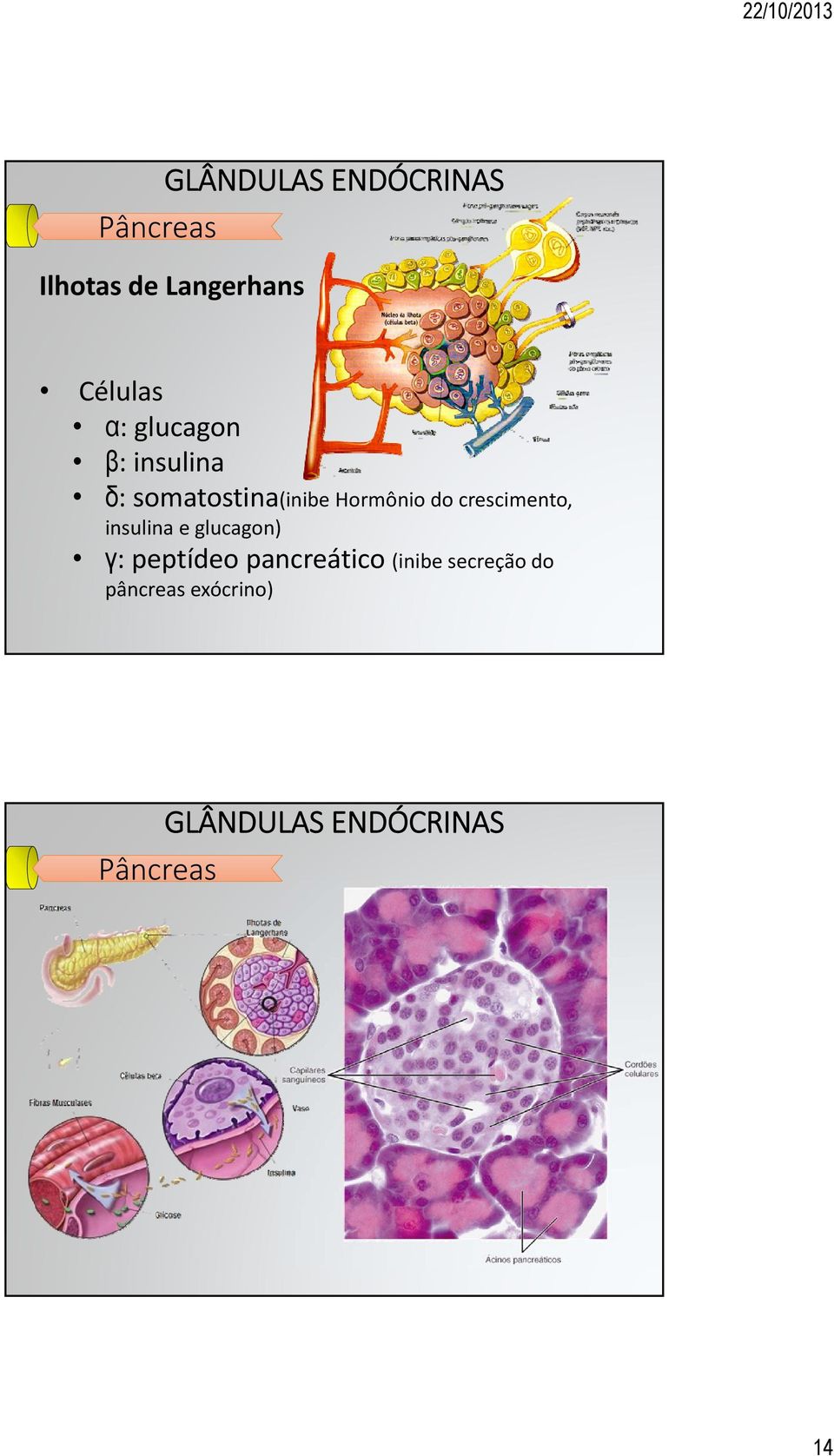 crescimento, insulina e glucagon) γ: peptídeo