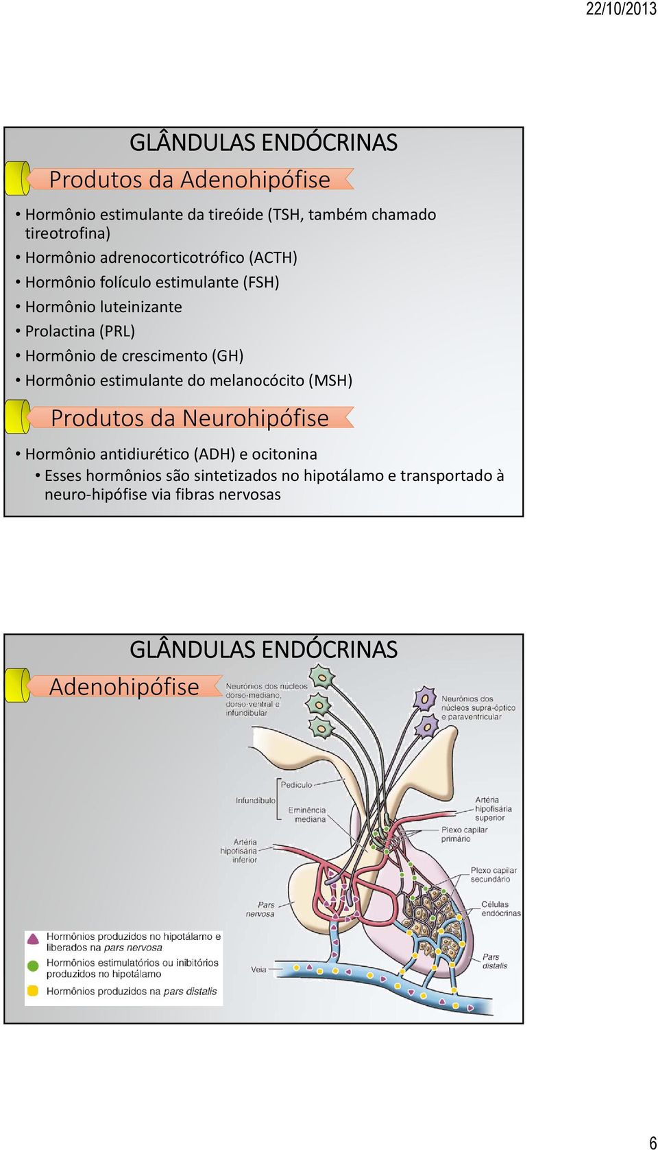 crescimento (GH) Hormônio estimulante do melanocócito (MSH) Produtos da Neurohipófise Hormônio antidiurético (ADH)