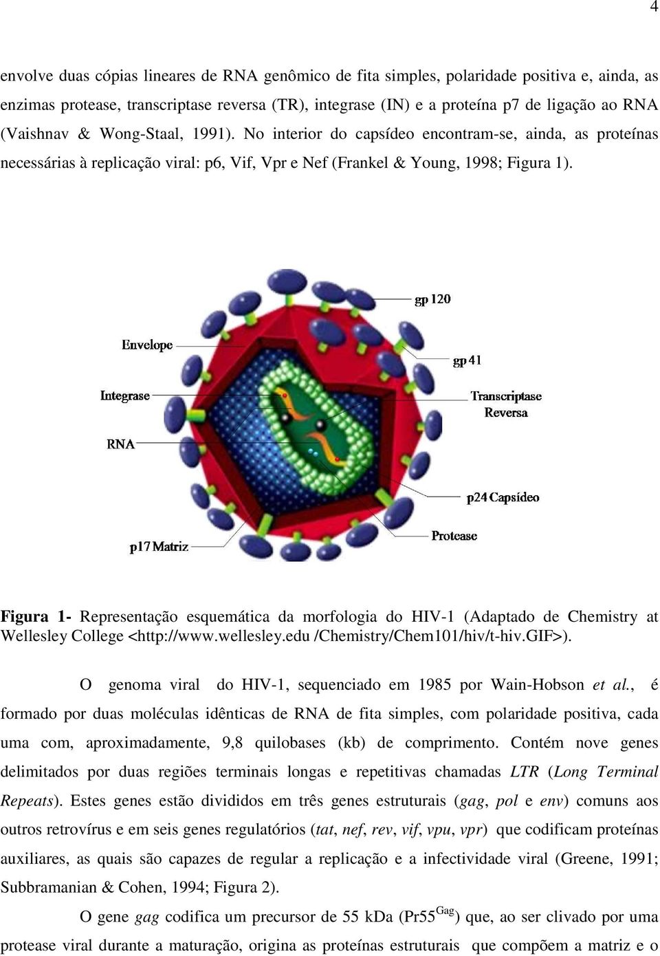 Figura 1- Representação esquemática da morfologia do HIV-1 (Adaptado de Chemistry at Wellesley College <http://www.wellesley.edu /Chemistry/Chem101/hiv/t-hiv.GIF>).