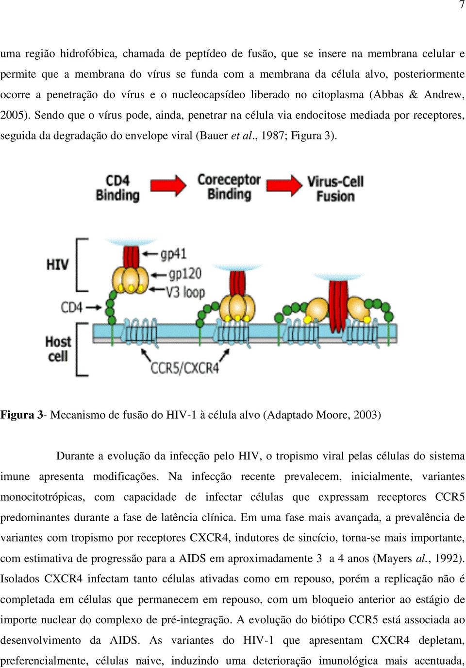 Sendo que o vírus pode, ainda, penetrar na célula via endocitose mediada por receptores, seguida da degradação do envelope viral (Bauer et al., 1987; Figura 3).