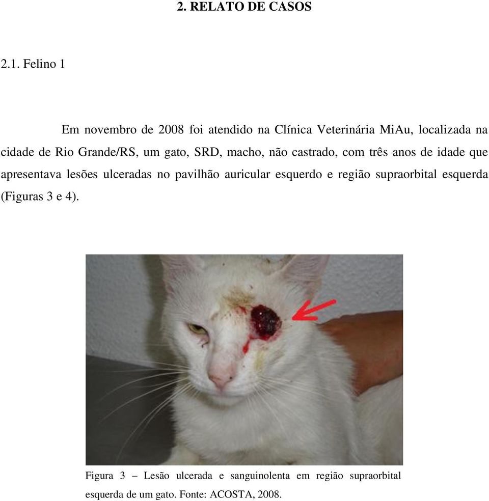 Grande/RS, um gato, SRD, macho, não castrado, com três anos de idade que apresentava lesões ulceradas