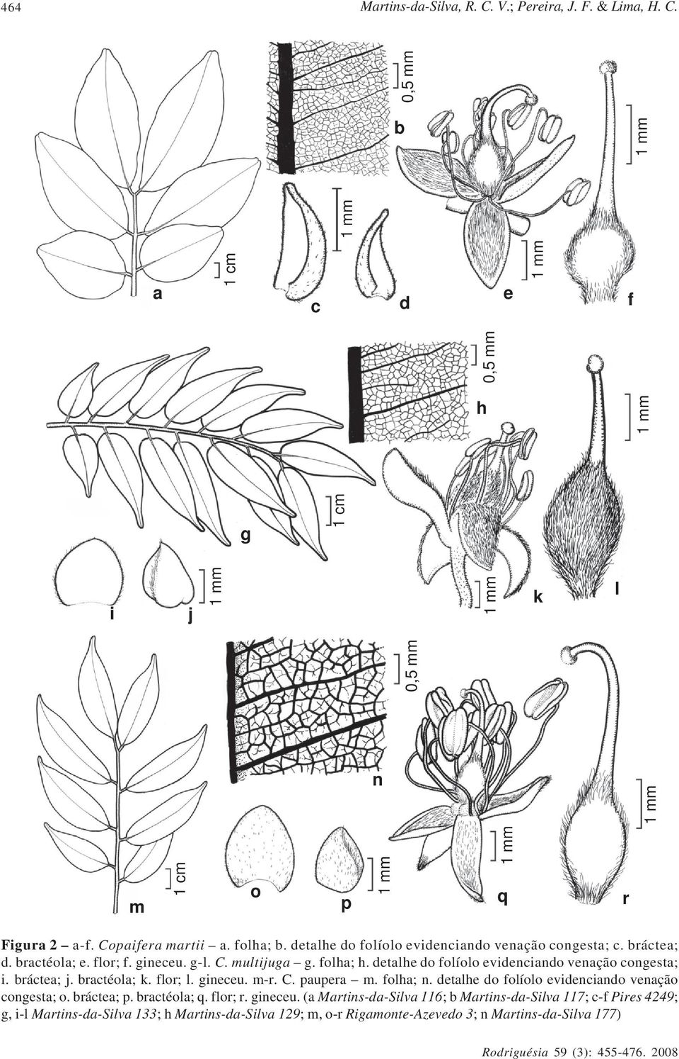 detalhe do folíolo evidenciando venação congesta; i. bráctea; j. bractéola; k. flor; l. gineceu. m-r. C. paupera m. folha; n.