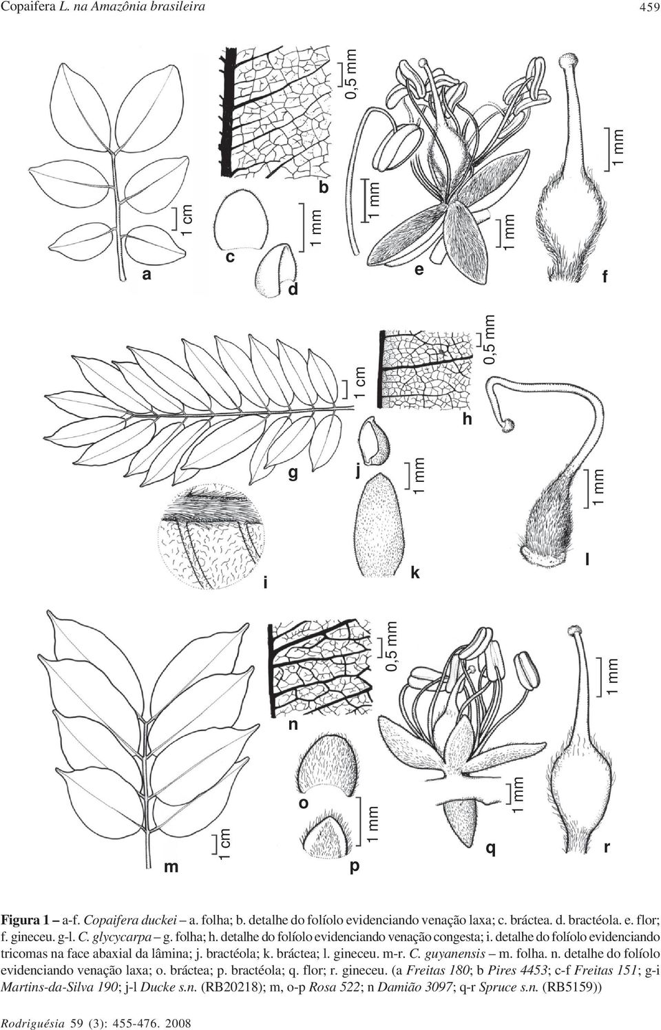 detalhe do folíolo evidenciando tricomas na face abaxial da lâmina; j. bractéola; k. bráctea; l. gineceu. m-r. C. guyanensis m. folha. n. detalhe do folíolo evidenciando venação laxa; o.