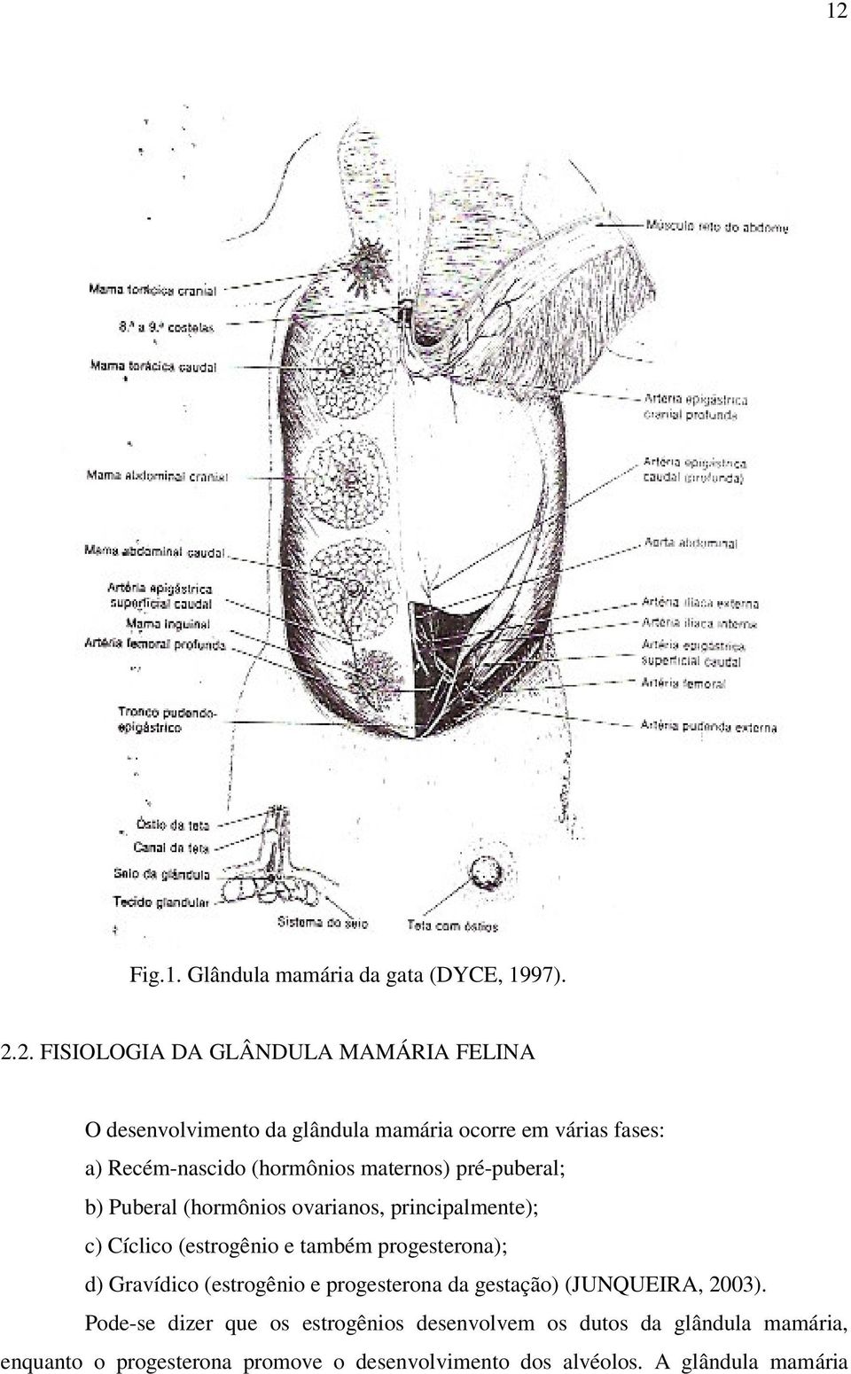 Cíclico (estrogênio e também progesterona); d) Gravídico (estrogênio e progesterona da gestação) (JUNQUEIRA, 2003).