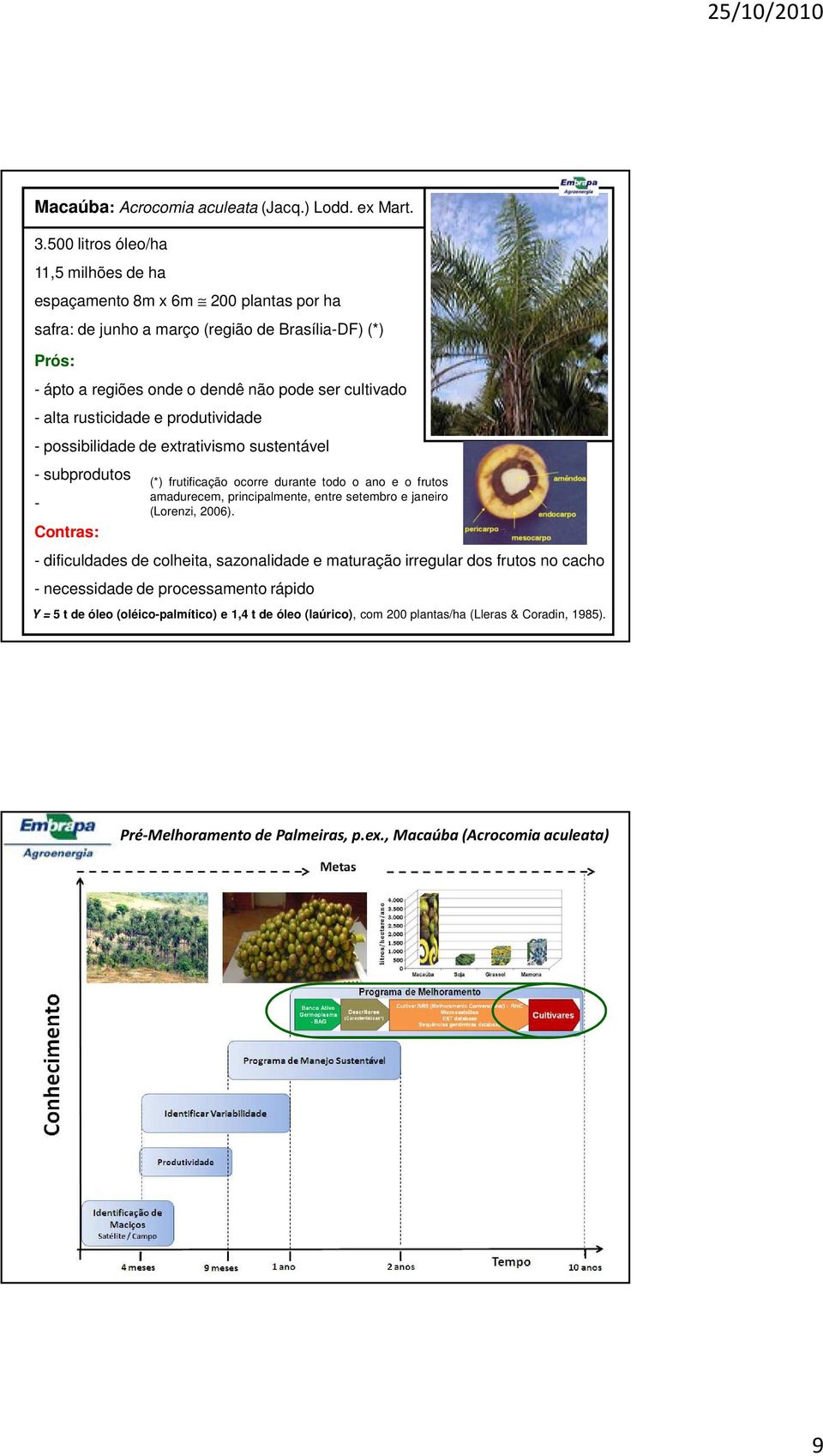 alta rusticidade e produtividade - possibilidade de etrativismo sustentável - subprodutos - Contras: (*) frutificação ocorre durante todo o ano e o frutos amadurecem, principalmente, entre