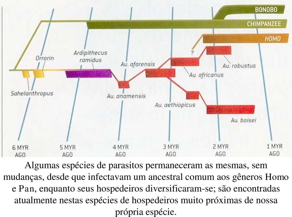 enquanto seus hospedeiros diversificaram-se; são encontradas