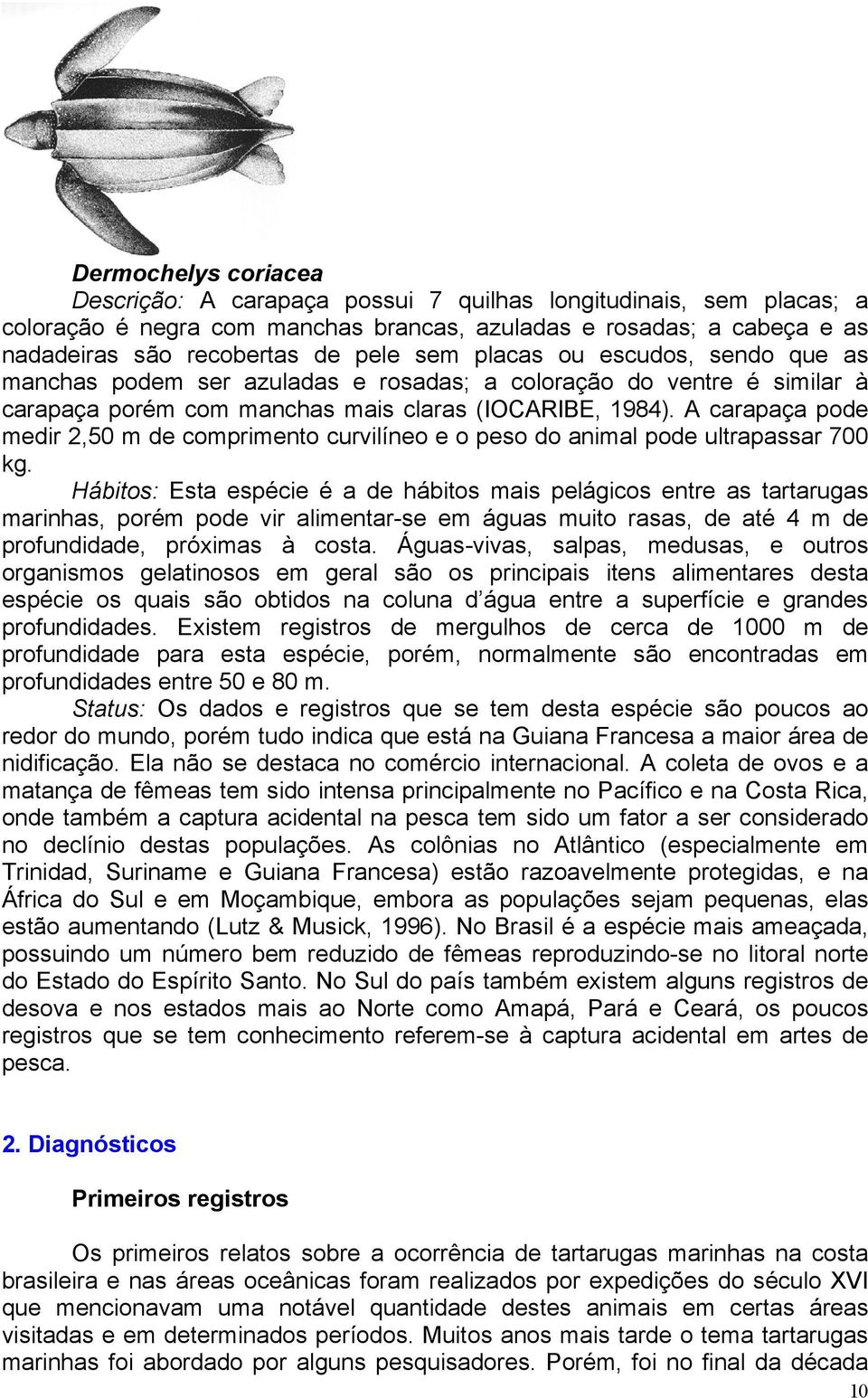 A carapaça pode medir 2,50 m de comprimento curvilíneo e o peso do animal pode ultrapassar 700 kg.