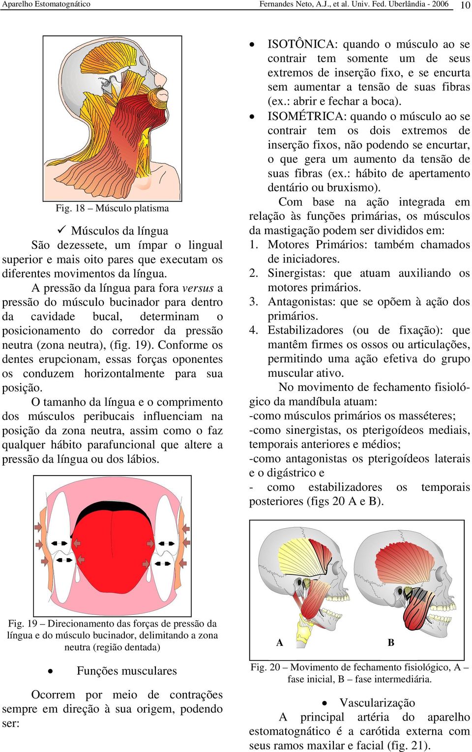 A pressão da língua para fora versus a pressão do músculo bucinador para dentro da cavidade bucal, determinam o posicionamento do corredor da pressão neutra (zona neutra), (fig. 19).