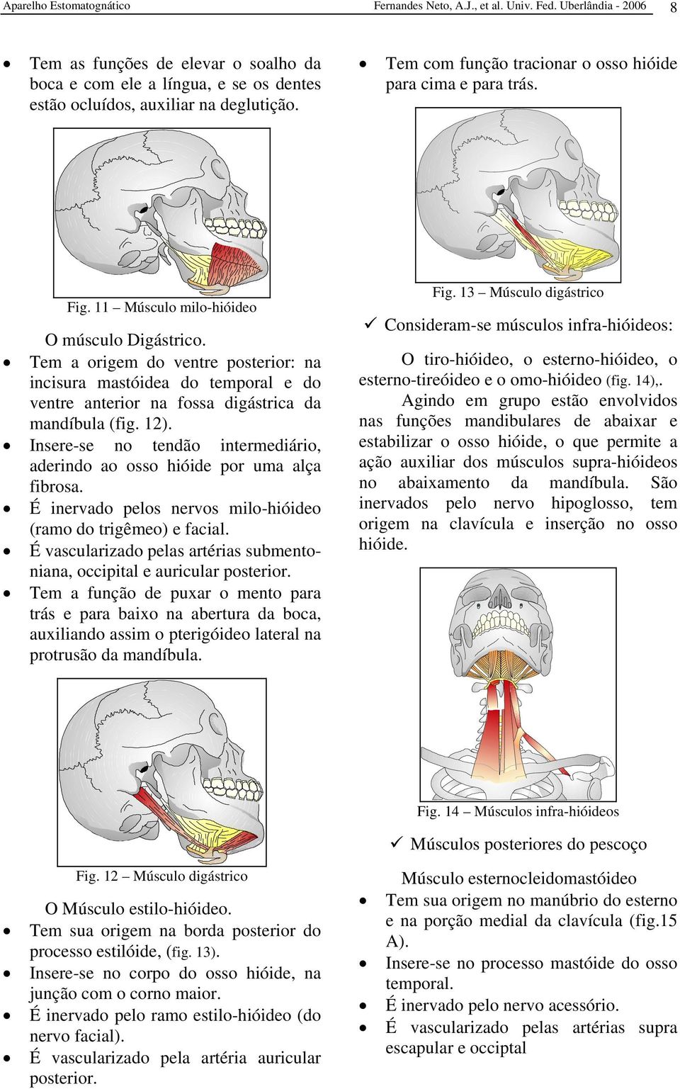 Fig. 11 Músculo milo-hióideo O músculo Digástrico. Tem a origem do ventre posterior: na incisura mastóidea do temporal e do ventre anterior na fossa digástrica da mandíbula (fig. 12).