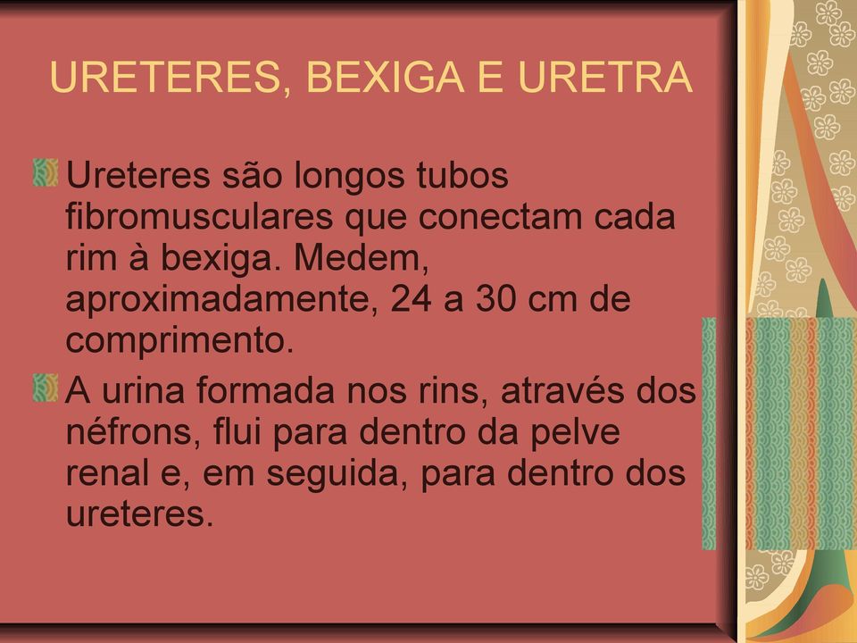 Medem, aproximadamente, 24 a 30 cm de comprimento.