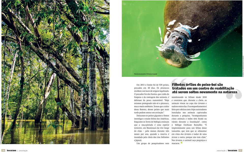 Temos que cuidar dessa floresta, desses peixes que mais tarde podem entrar em extinção. Deixamos os peixes gigantes e fomos investigar o maior felino das Américas.