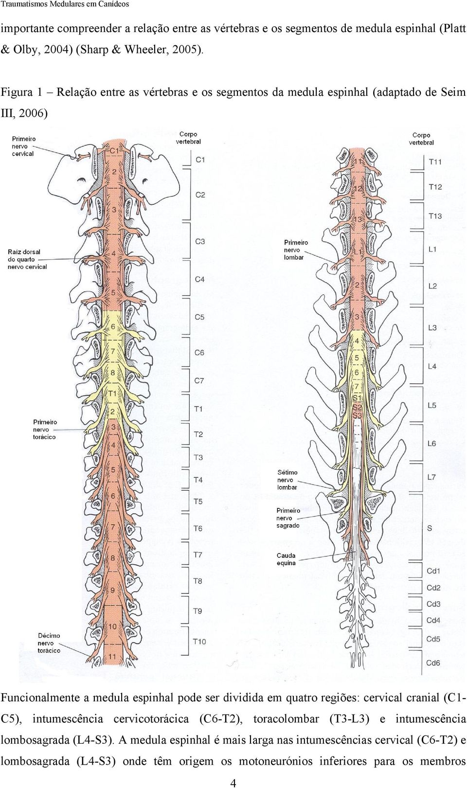 dividida em quatro regiões: cervical cranial (C1- C5), intumescência cervicotorácica (C6-T2), toracolombar (T3-L3) e intumescência lombosagrada