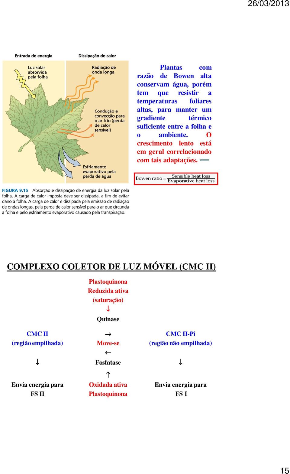 O crescimento lento está em geral correlacionado com tais adaptações.