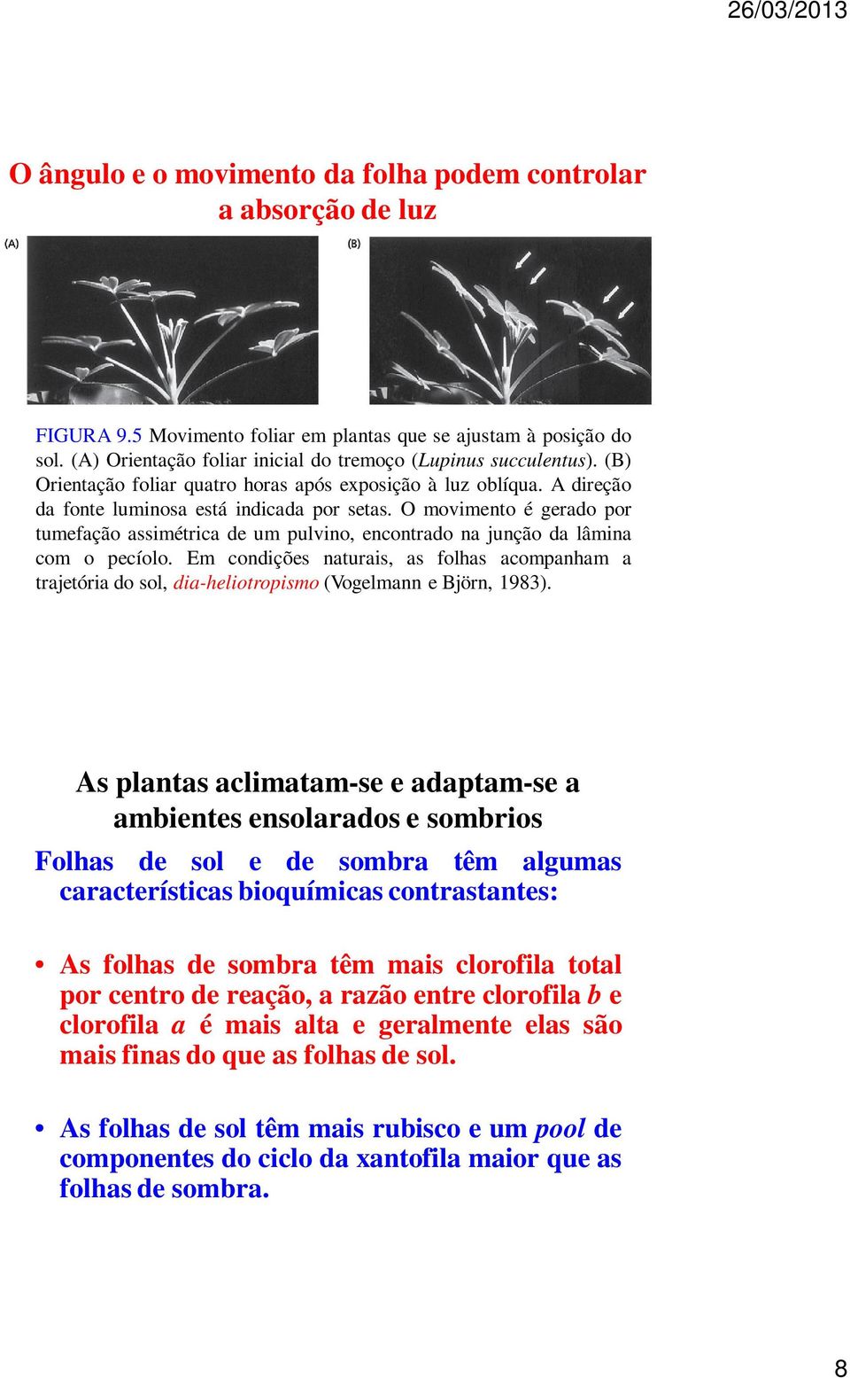 O movimento é gerado por tumefação assimétrica de um pulvino, encontrado na junção da lâmina com o pecíolo.