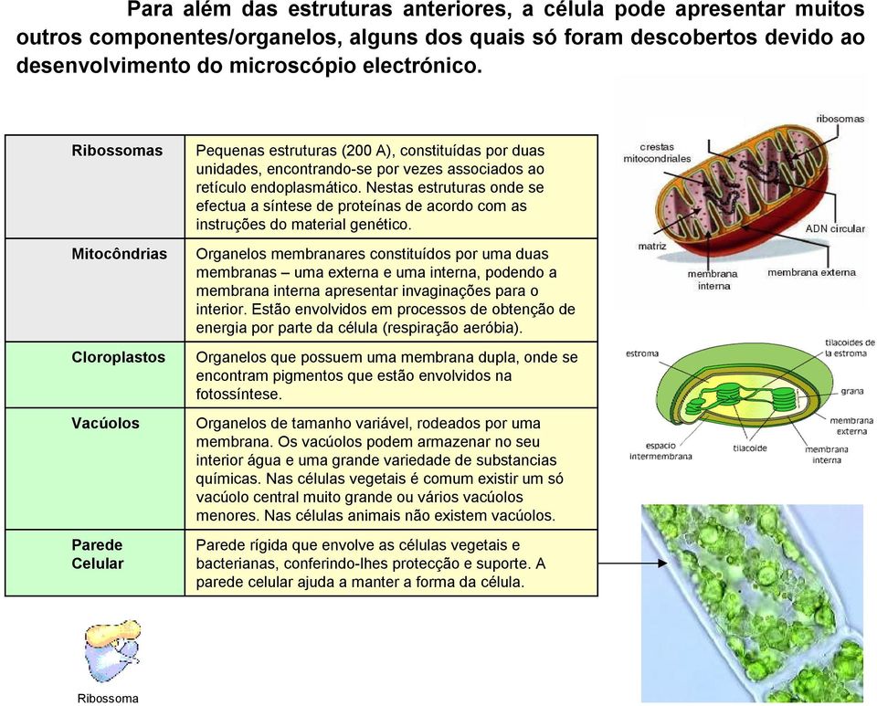 Nestas estruturas onde se efectua a síntese de proteínas de acordo com as instruções do material genético.