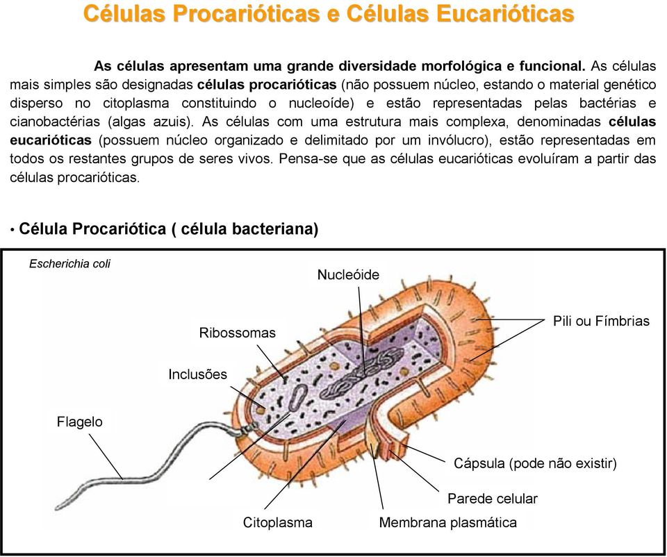 cianobactérias (algas azuis).