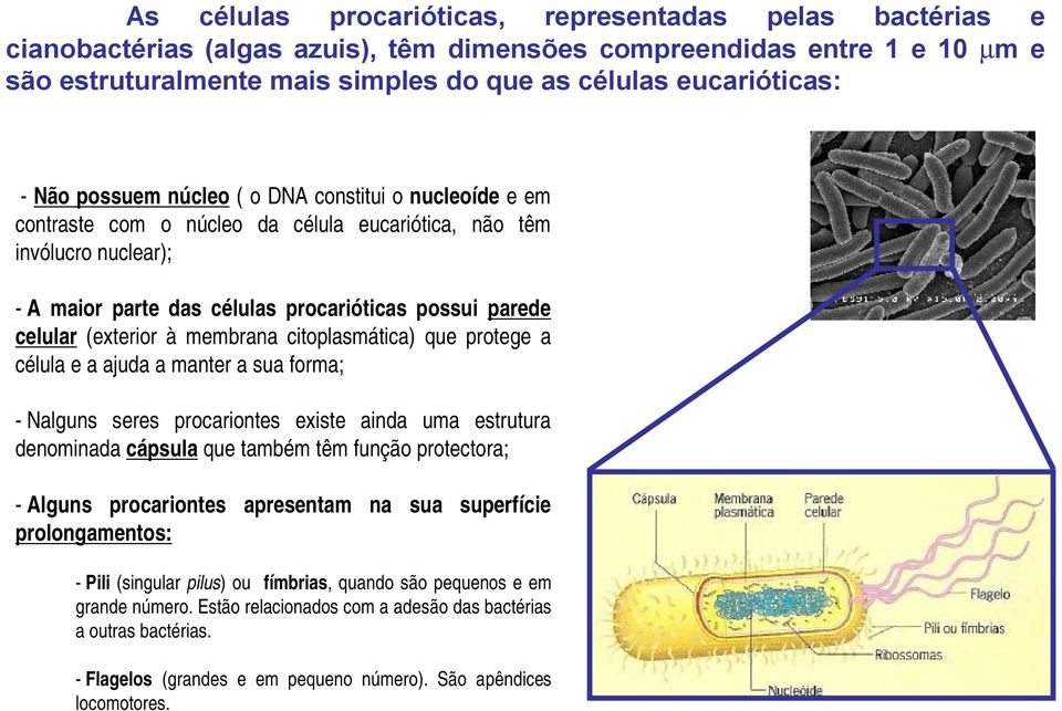 (exterior àmembrana citoplasmática) que protege a célula e a ajuda a manter a sua forma; -Nalguns seres procariontes existe ainda uma estrutura denominada cápsula que também têm função protectora; -