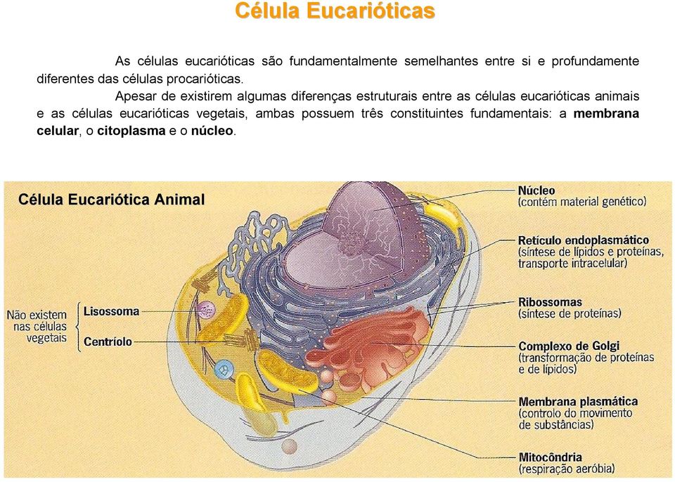 Apesar de existirem algumas diferenças estruturais entre as células eucarióticas animais e as