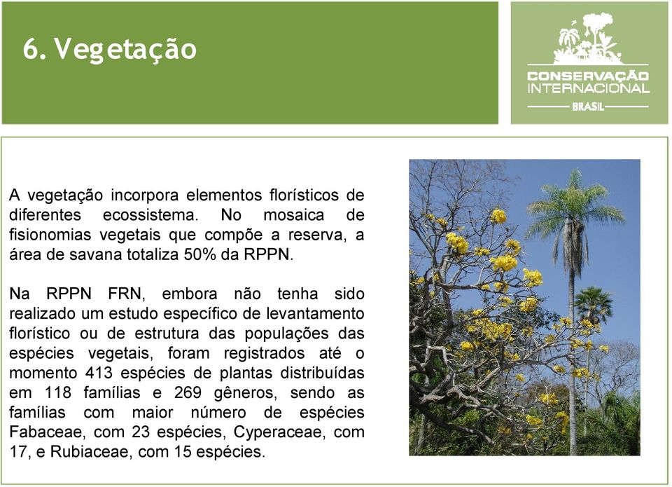 Na RPPN FRN, embora não tenha sido realizado um estudo específico de levantamento florístico ou de estrutura das populações das espécies