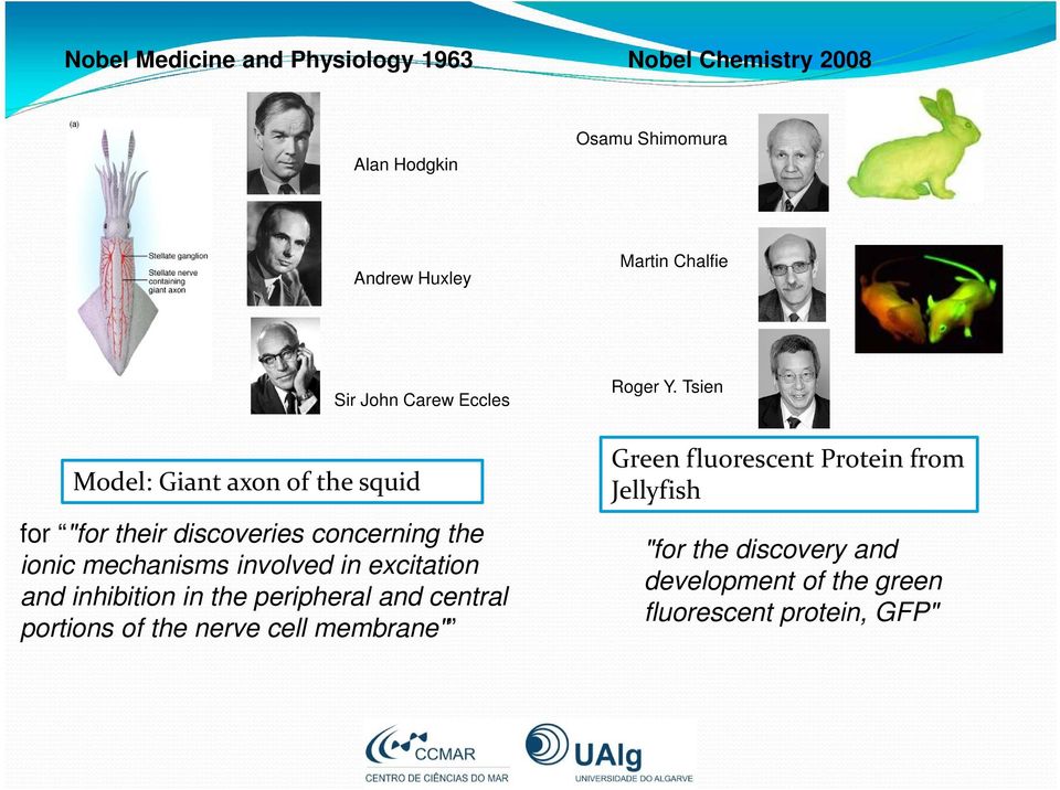 Tsien Model: Giant axon of the squid for "for their discoveries concerning the ionic mechanisms involved in