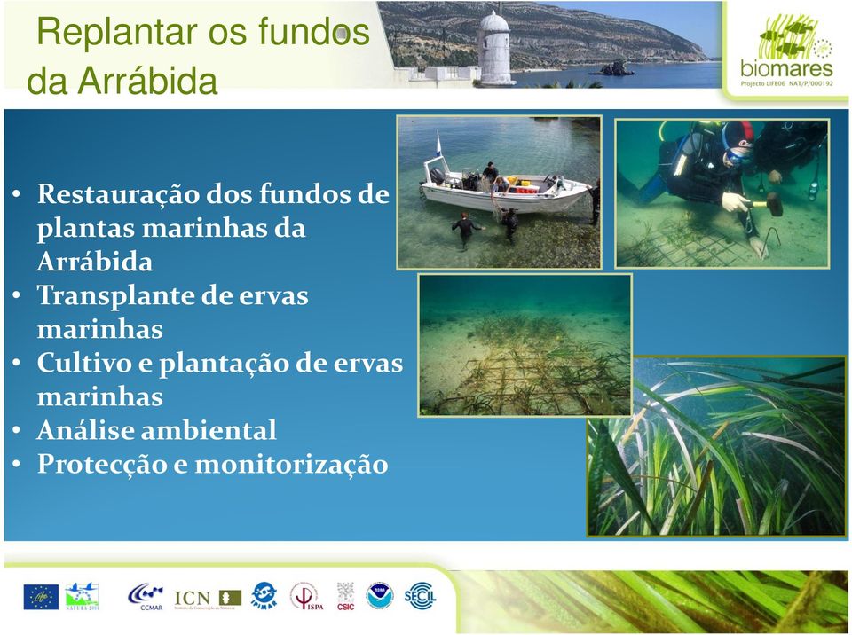 ervas marinhas Cultivo e plantação de ervas marinhas