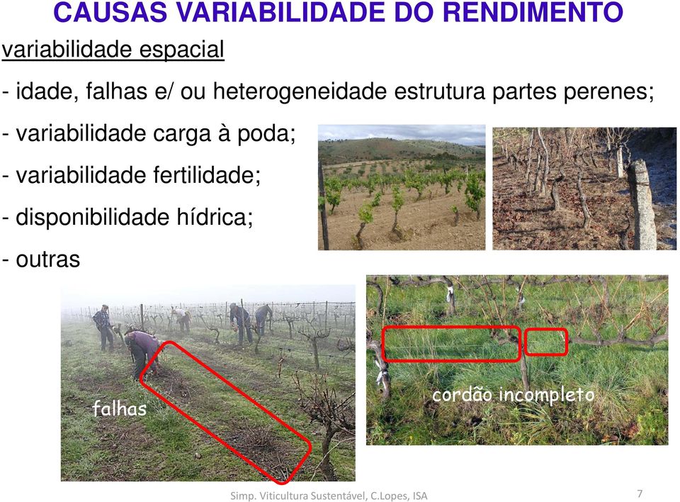 perenes; - variabilidade carga à poda; - variabilidade