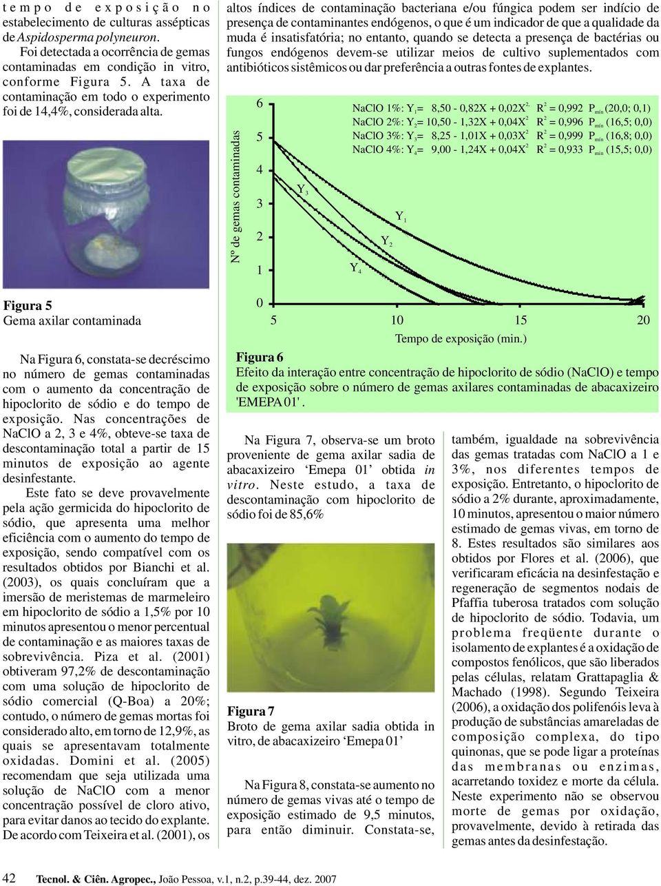 Figura 5 Gema axilar contaminada Na Figura 6, constata-se decréscimo no número de gemas contaminadas com o aumento da concentração de hipoclorito de sódio e do tempo de exposição.