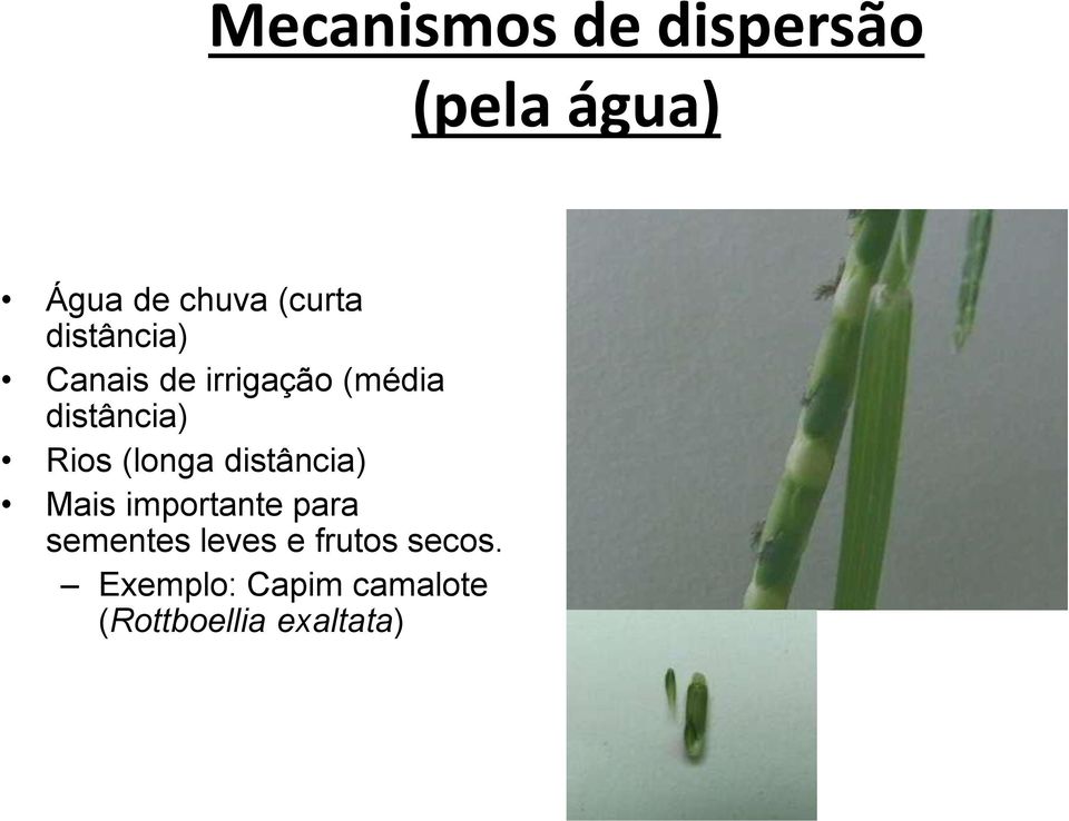 (longa distância) Mais importante para sementes leves e