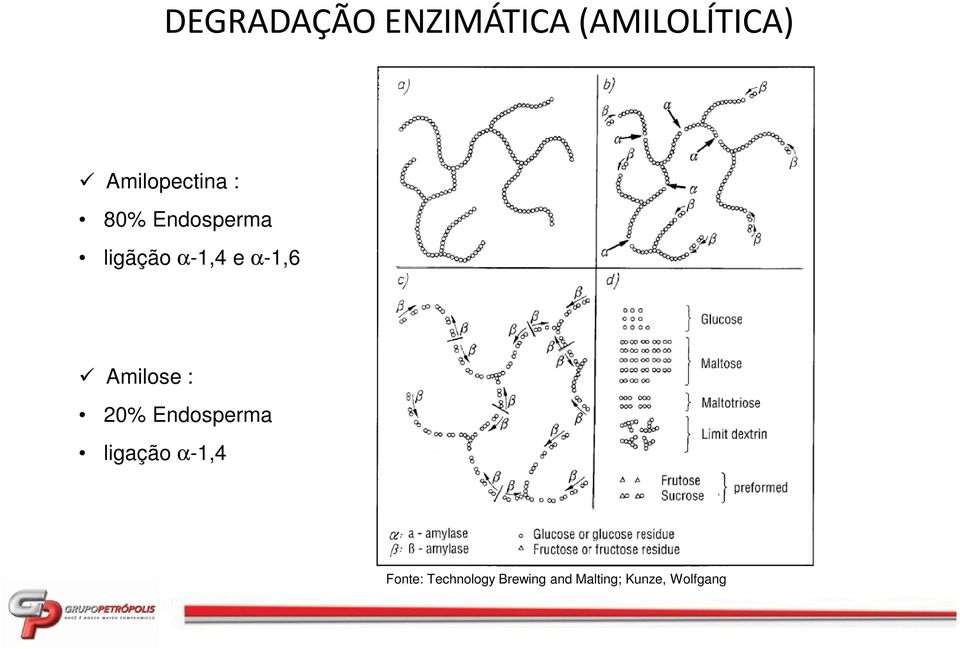 α-1,6 Amilose : 20% Endosperma ligação α-1,4