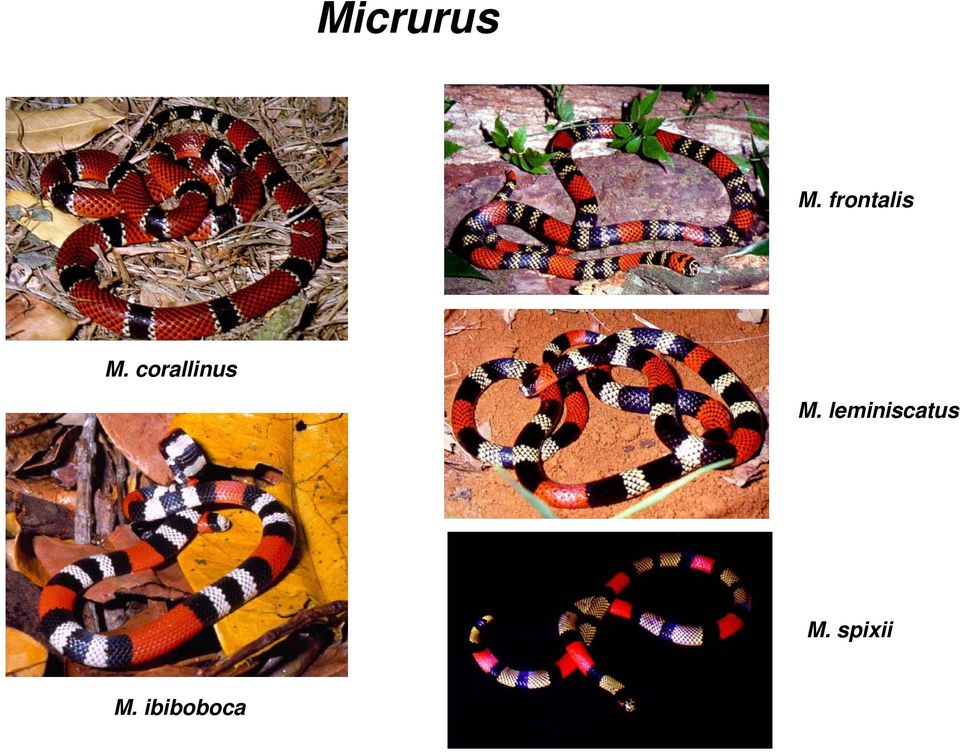 corallinus M.