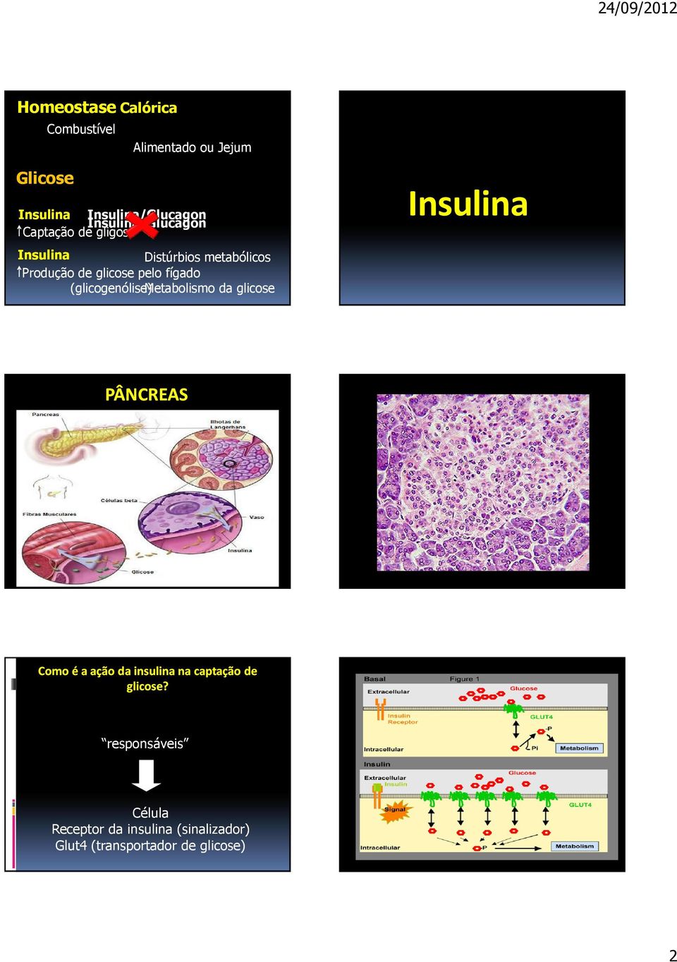 fígado (glicogenólise) Metabolismo da glicose Insulina PÂNCREAS Como é a ação da insulina na