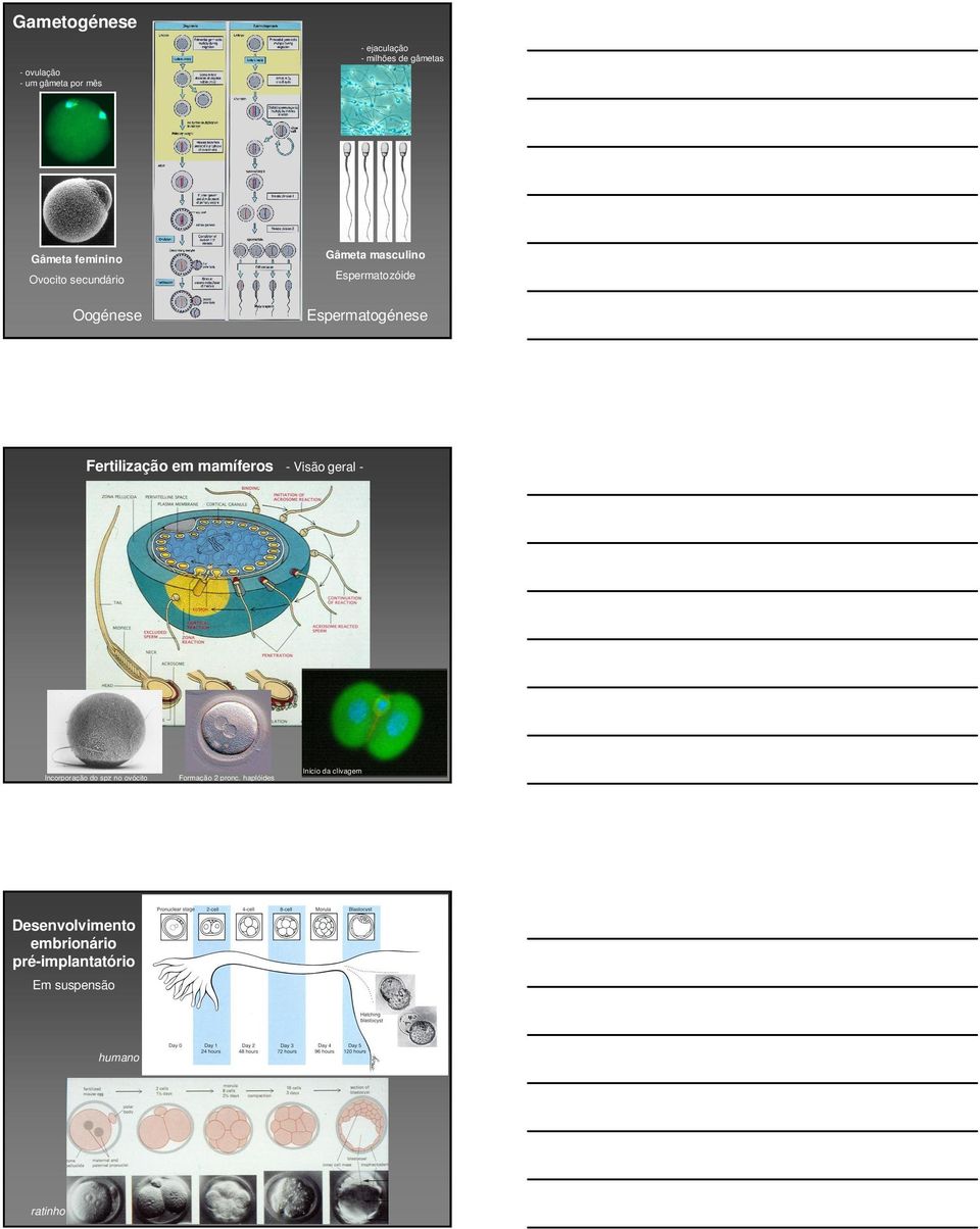 Fertilização em mamíferos - Visão geral - Incorporação do spz no ovócito Formação 2 pronc.